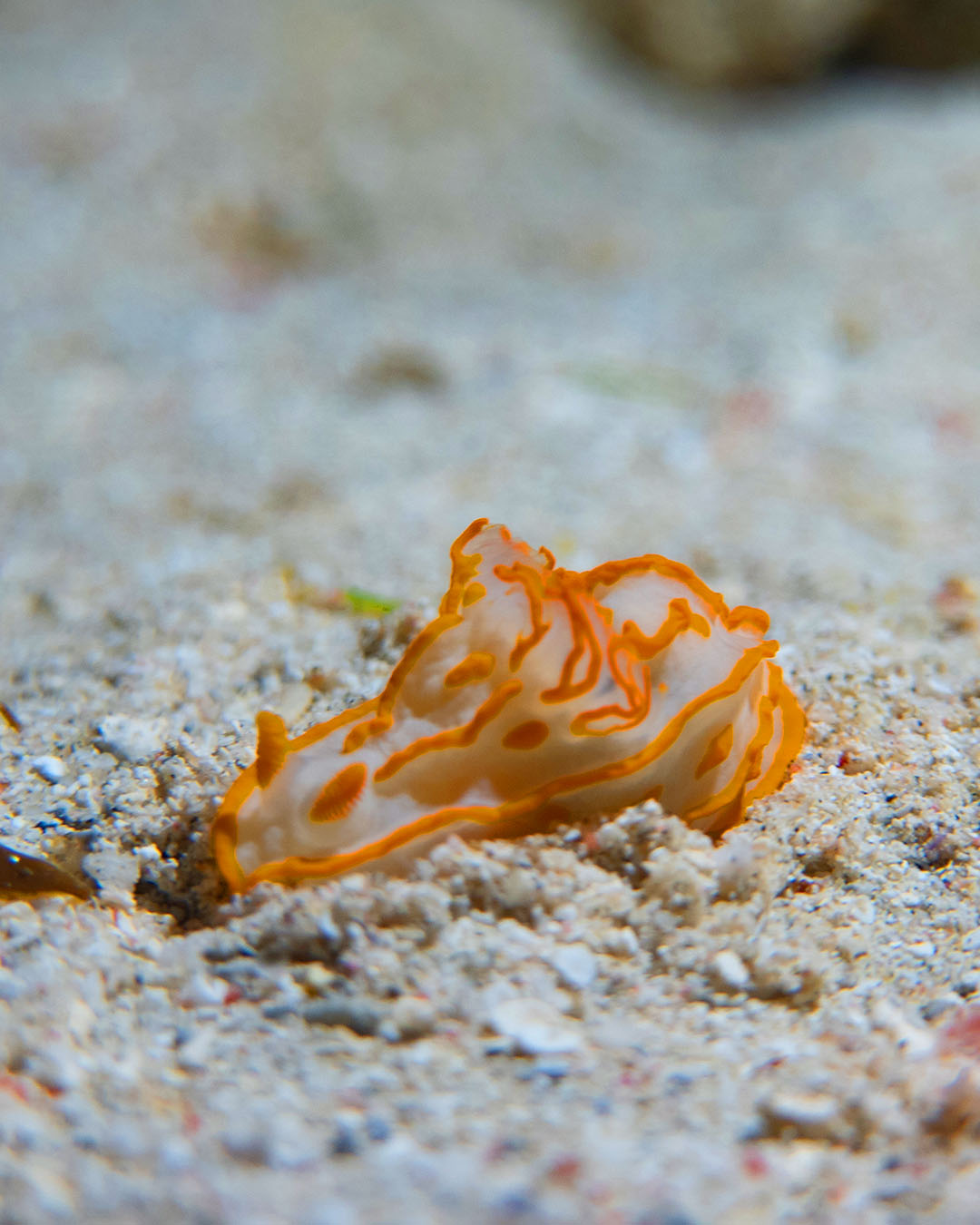 Pufferfish resting on the sandy seabed