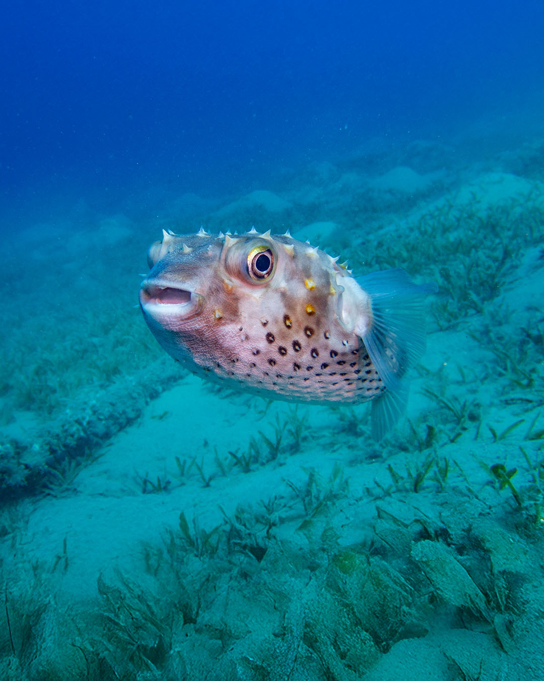 Silvery baitball shimmering above the reef