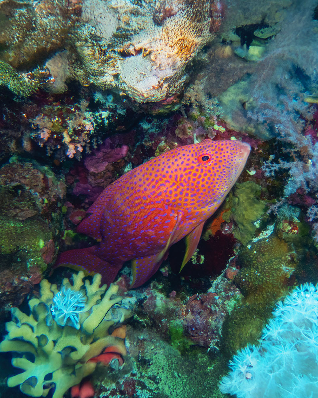 Cloud of anthias above a Red Sea reef