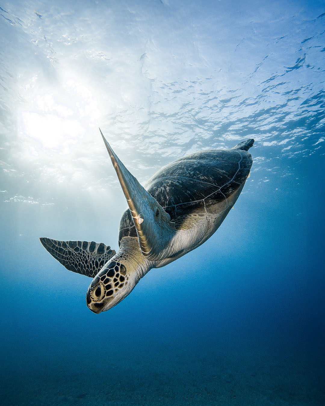 Turtle swimming in the sea